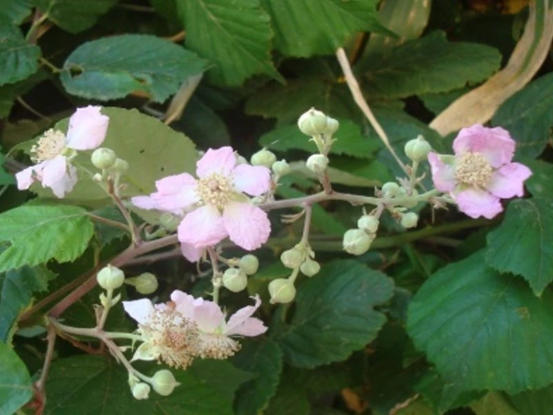 Miel de forêt