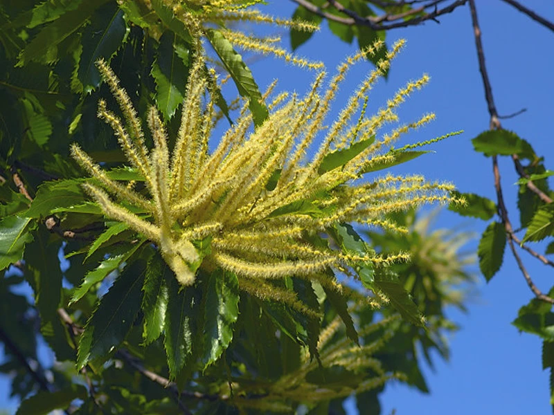 Miel de forêt